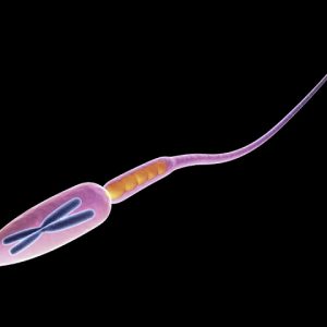 Viagra Makes Sperm Stronger And More Fertile